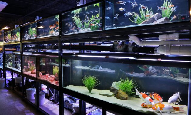 toko ikan hias terdekat di Ungaran