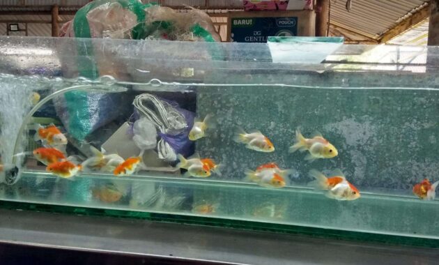 Toko Ikan Hias Terdekat di Demak