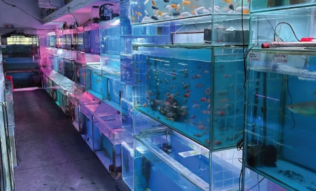 toko ikan hias terdekat di Grobogan
